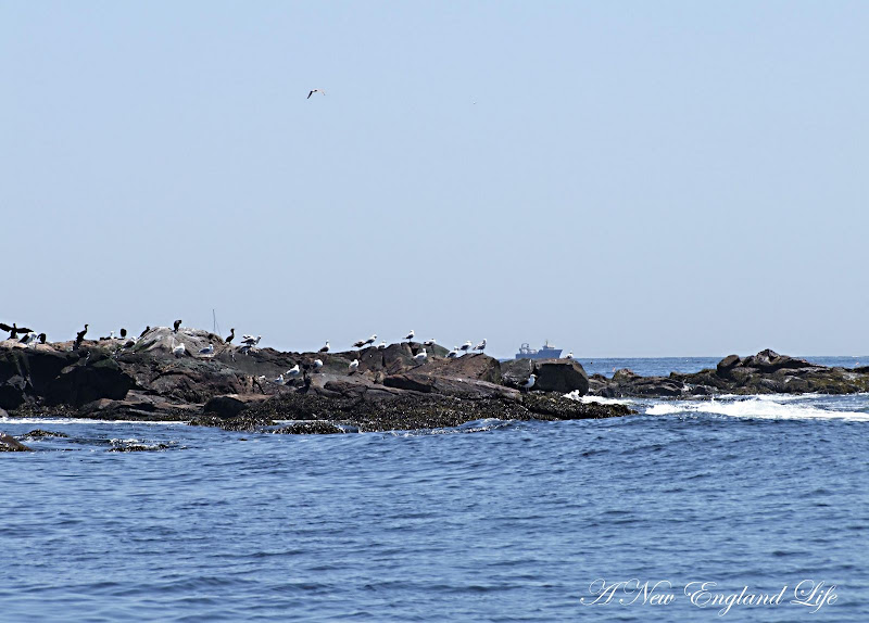 A New England Life Milk Island and the Twin Lighthouses